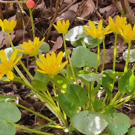 Gyoember Tanya 別荘