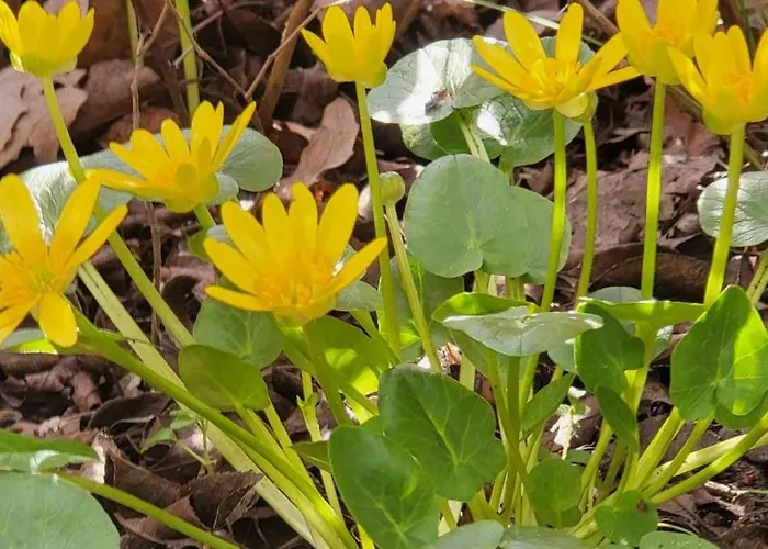 Gyoember Tanya 別荘